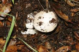 Image of Amanita calyptratoides Peck 1909