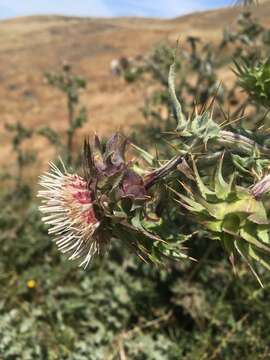 صورة Cirsium fontinale var. campylon (H. Sharsm.) Pilz ex D. J. Keil & C. E. Turner