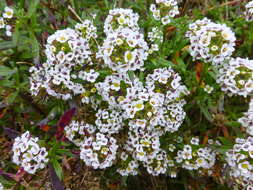 Image de Lobularia