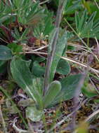 Image of fuscate groundsel