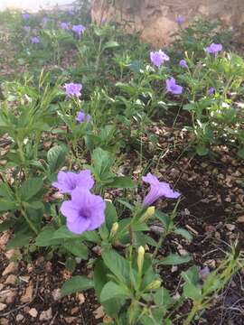 Imagem de Ruellia tuberosa L.