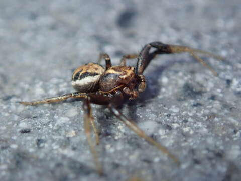 Image of common crab spider