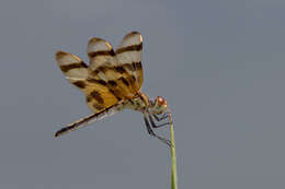 Celithemis eponina (Drury 1773) resmi