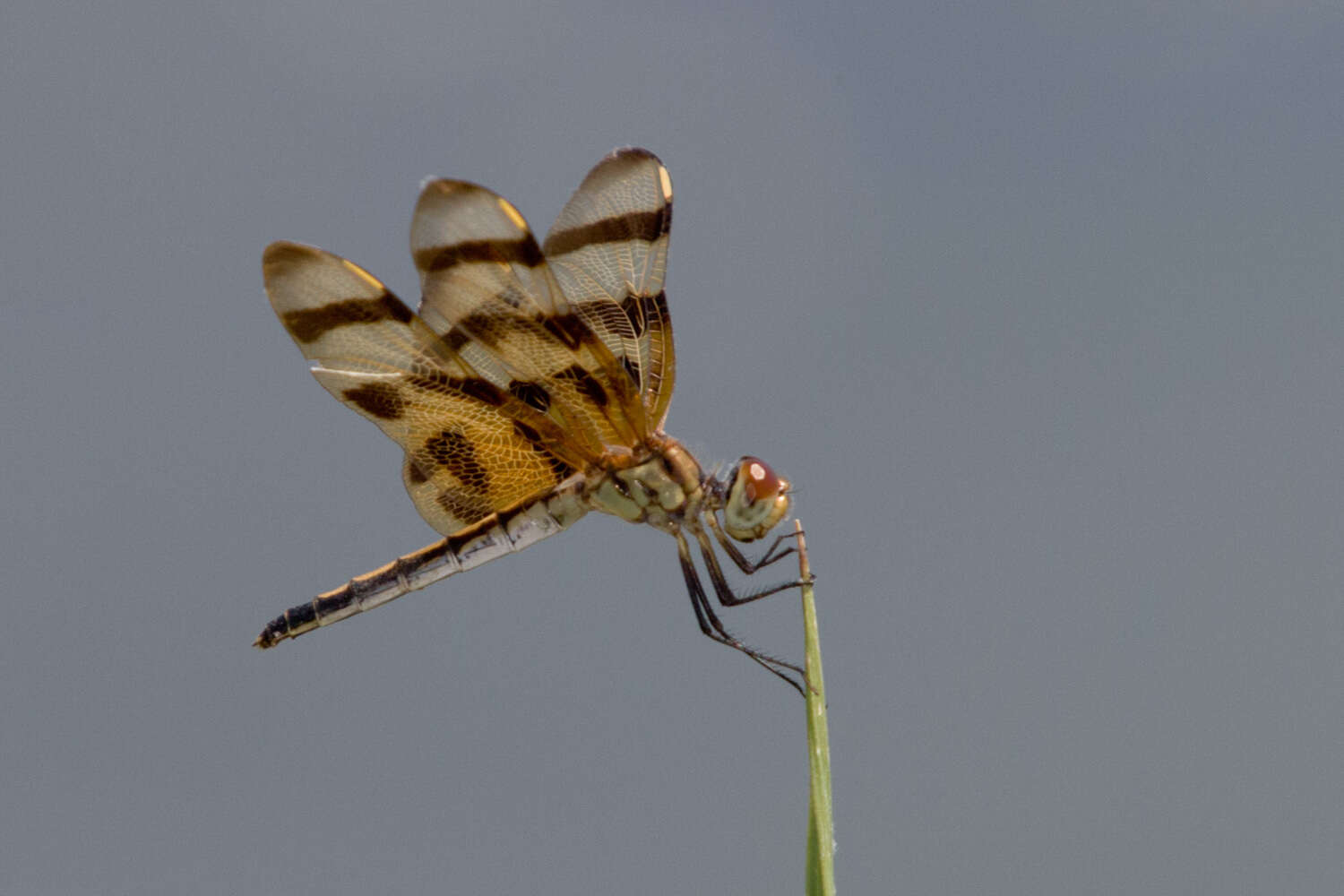 Celithemis eponina (Drury 1773) resmi