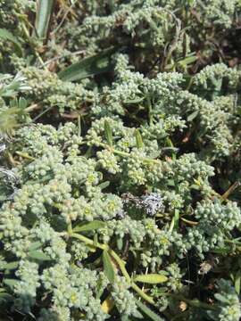 Image of gray rupturewort