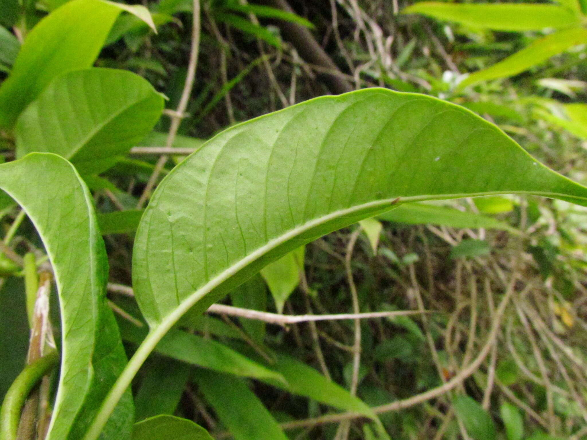 Image of Mandevilla urophylla (Hook. fil.) R. E. Woodson