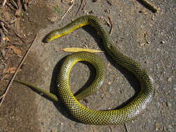 Image of Military ground snake