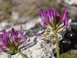 Imagem de Astragalus physodes subsp. physodes