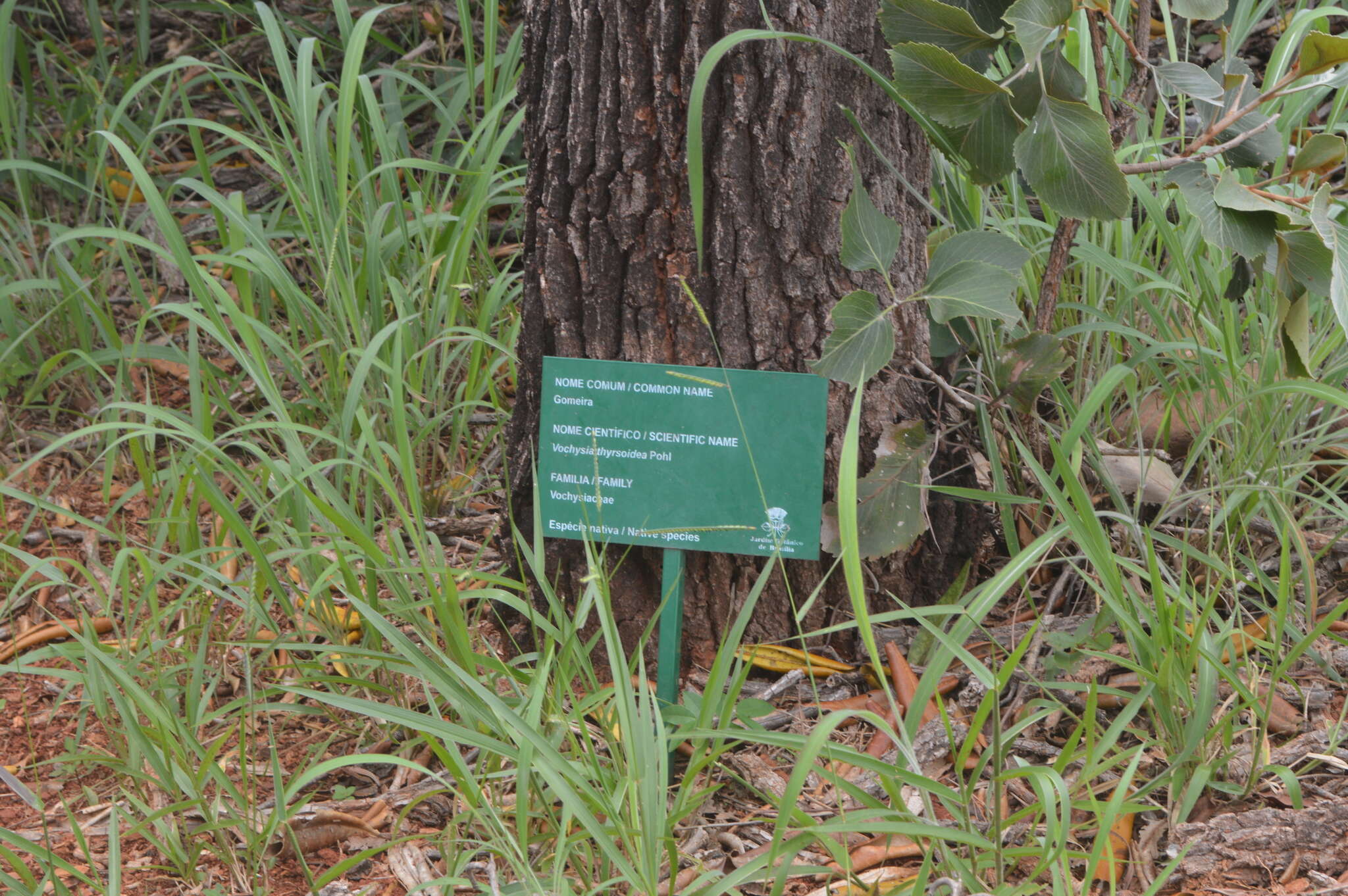 Image of Vochysia thyrsoidea Pohl