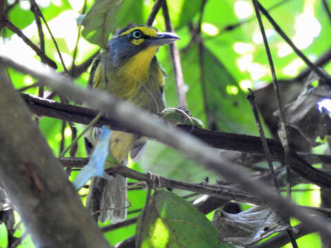 Sivun Vireolanius leucotis simplex Berlepsch 1912 kuva