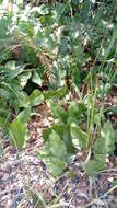 Image of Selliguea feei Bory