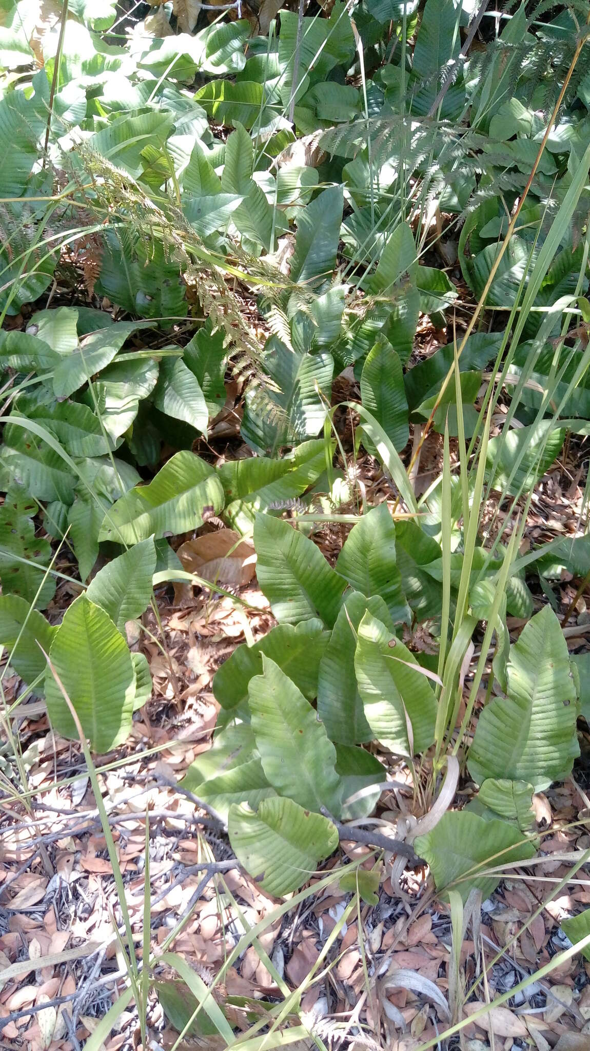 Image of Selliguea feei Bory