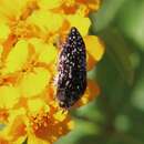 Image of Acmaeodera mudgei Westcott 2002