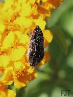 Image of Acmaeodera mudgei Westcott 2002