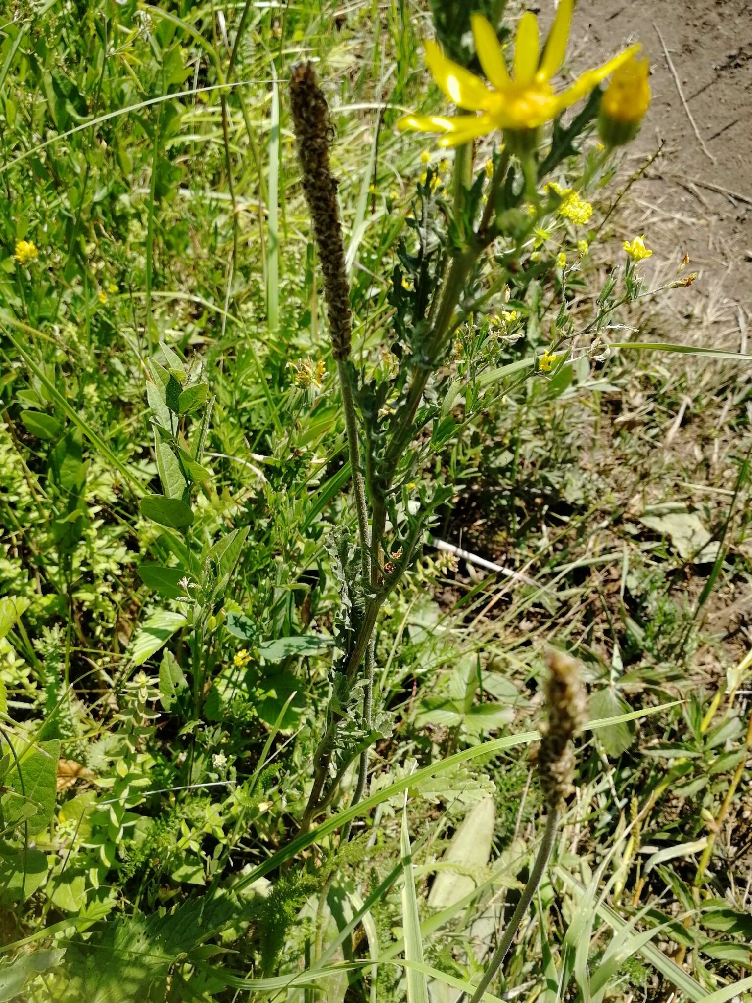 Image of hoary ragwort