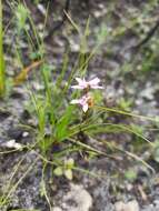 Image of Disa obliqua (Lindl.) Bolus