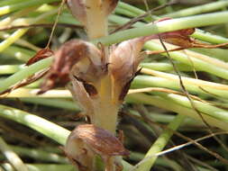 Image of Phelipanche mutelii (F. W. Schultz) Pomel