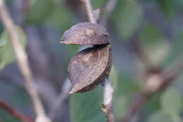 Image de Hakea petiolaris Meissn.