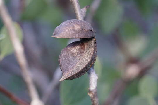 Image de Hakea petiolaris Meissn.