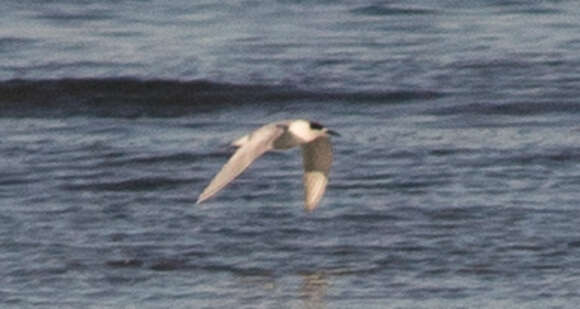 Image of Forster's Tern