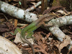 Image of Amazon Racerunner