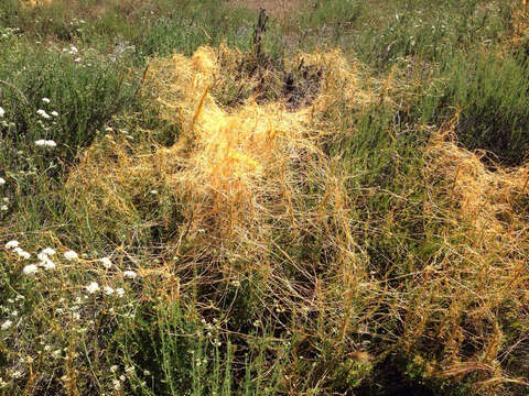 Image of chaparral dodder