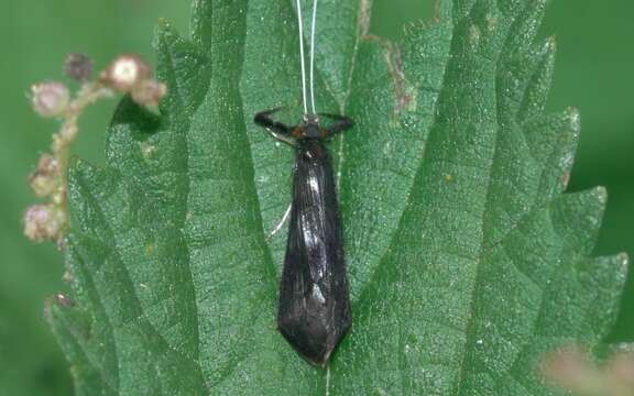 Image of Mystacides azureus (Linnaeus 1761)