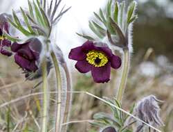 Image of Pulsatilla pratensis subsp. nigricans (Störcke) Zämelis