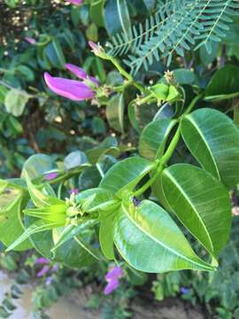 Imagem de Cryptostegia madagascariensis Boj.