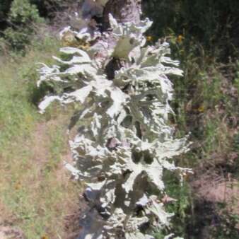 Imagem de Ramalina complanata (Sw.) Ach.