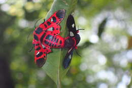 Image of Glanycus insolitus Walker 1855