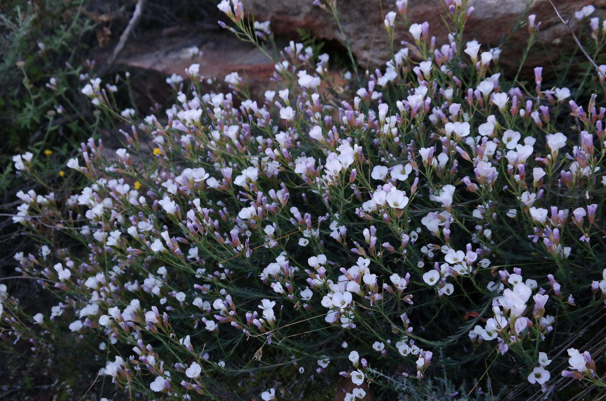 Image de Heliophila cedarbergensis Marais