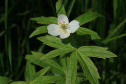 Imagem de Anemonastrum dichotomum (L.) Mosyakin