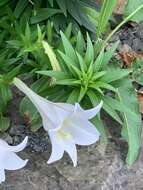 Image of Easter lily