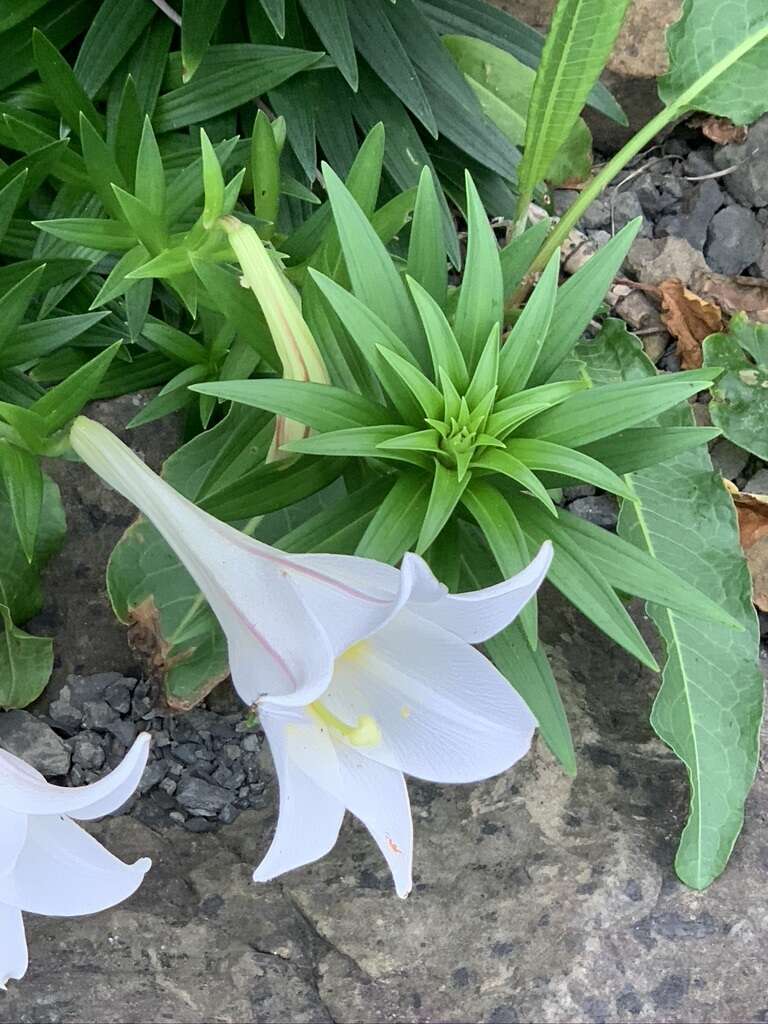 Image of Easter lily