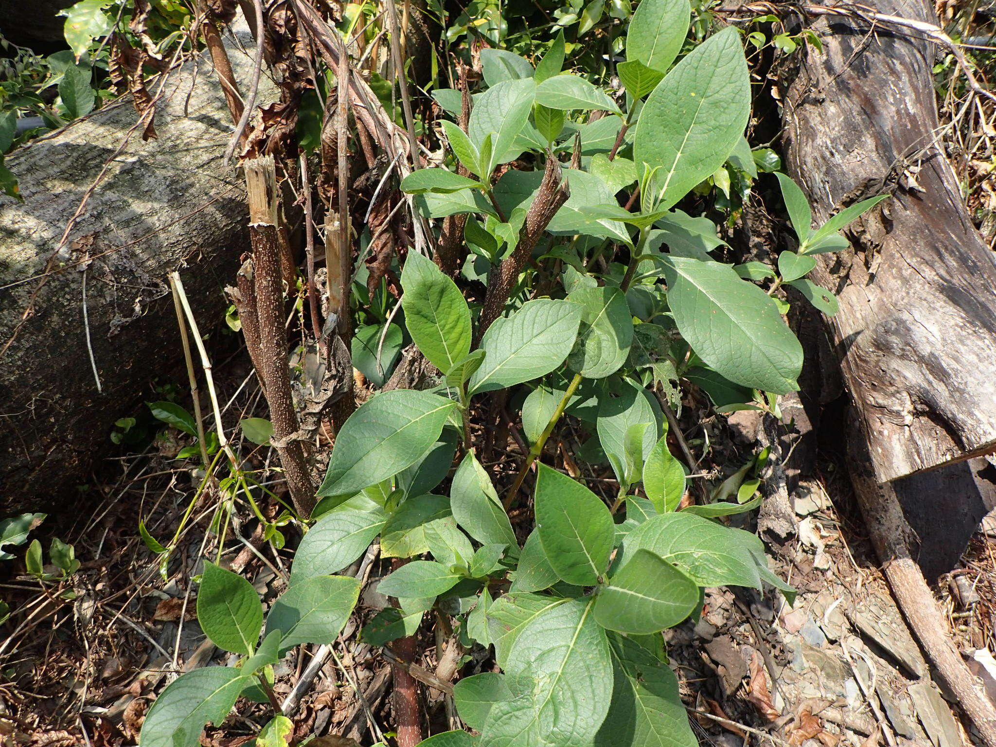 Image of Trichodesma calycosum Collett & Hemsl.