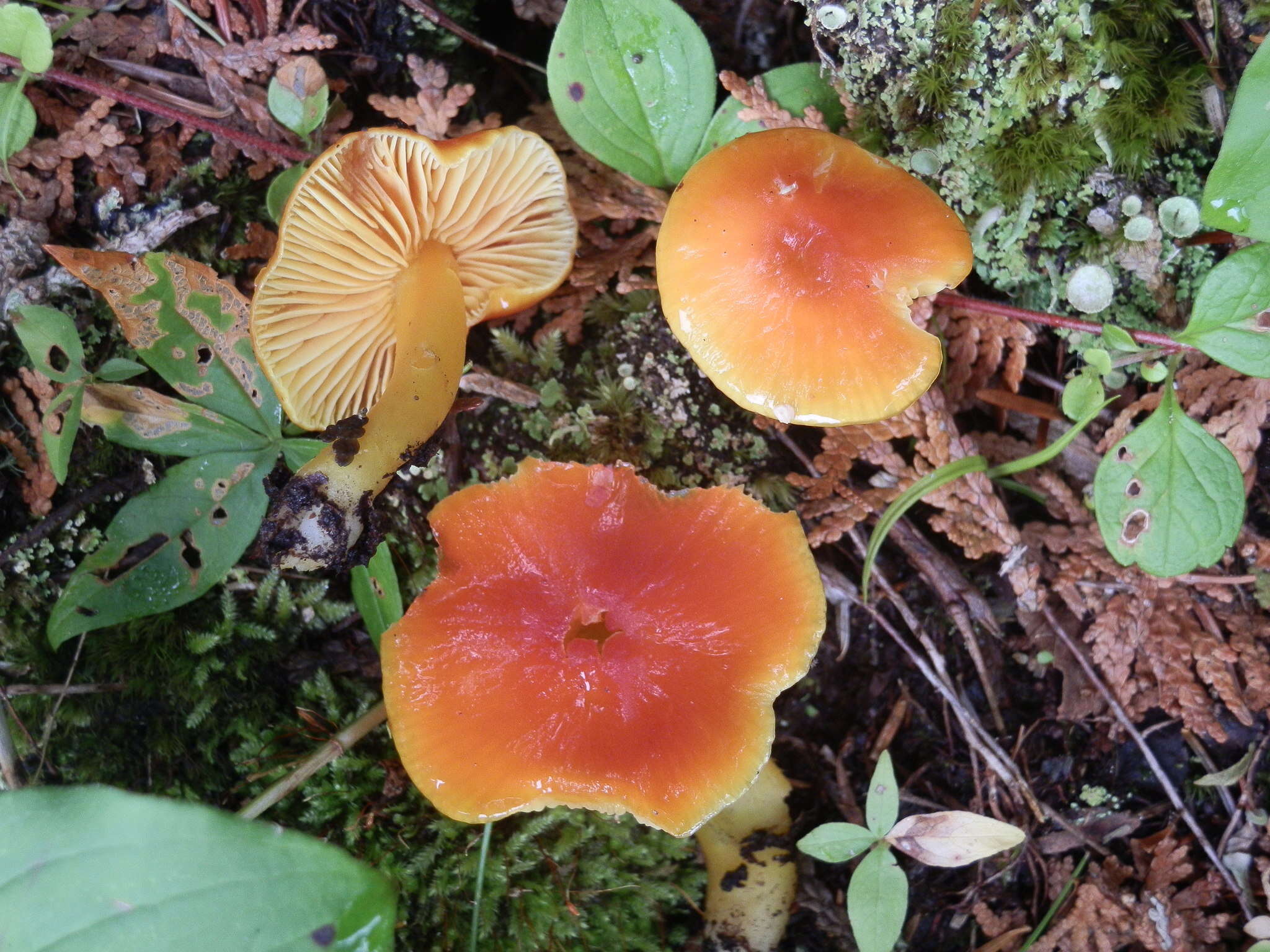 Слика од Hygrocybe aurantiosplendens R. Haller Aar. 1954