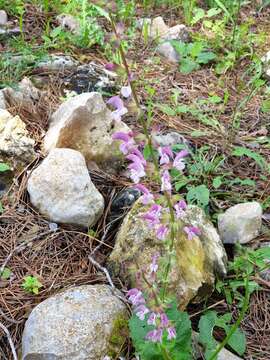 Image of Jerusalem salvia