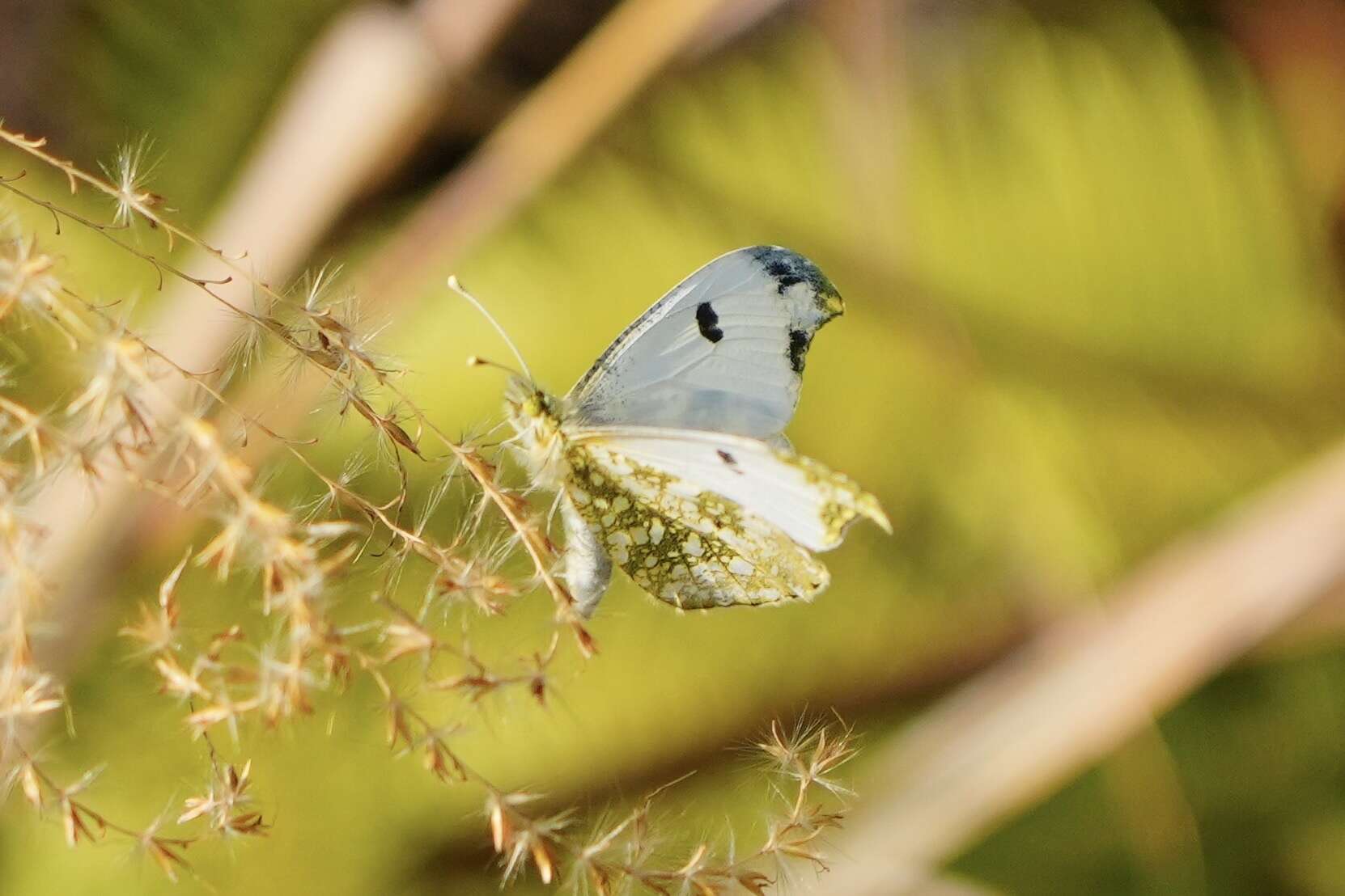 Imagem de Anthocharis scolymus Butler (1866)