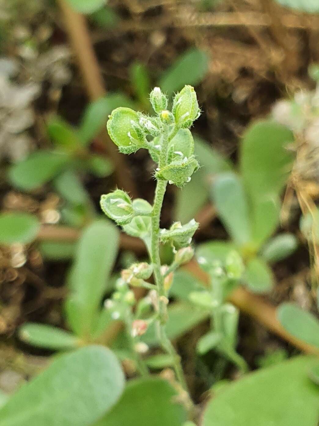 Image de Alyssum montanum subsp. gmelinii (Jord. & Fourr.) Hegi & E. Schmid