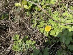 Chrysanthemum indicum L. resmi