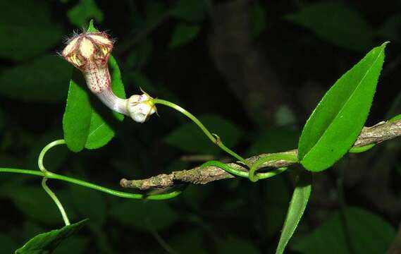 Image of Ceropegia carnosa E. Mey.