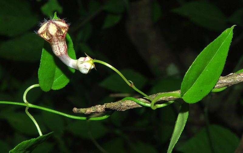 Sivun Ceropegia carnosa E. Mey. kuva