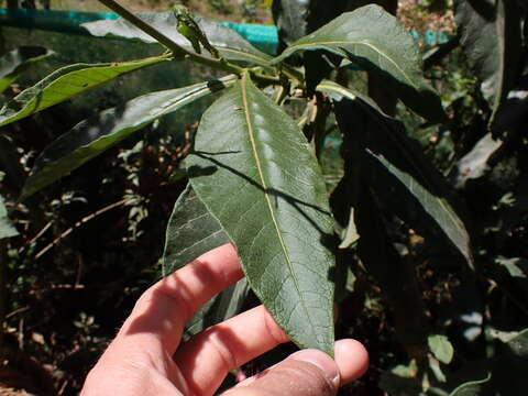 Image of Nicotiana tomentosiformis Goodspeed