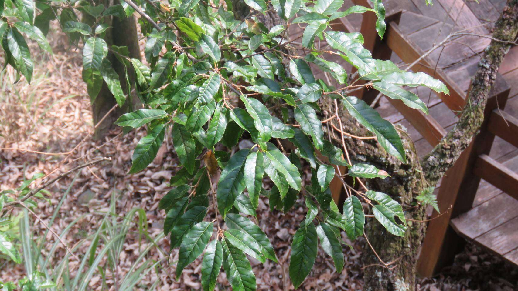 Image of Quercus spinosa subsp. miyabei (Hayata) A. Camus