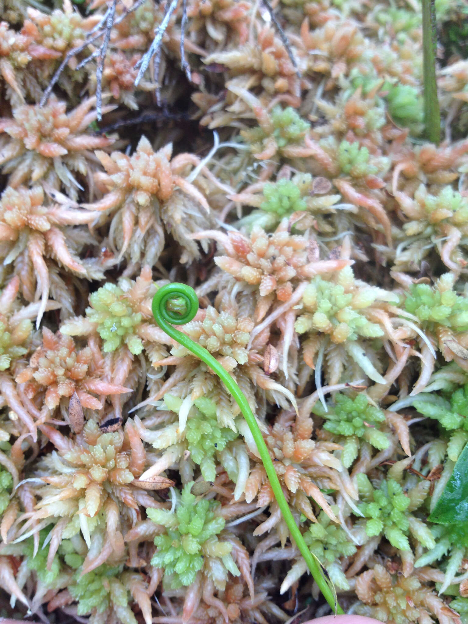 Imagem de Drosera binata Labill.