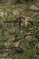 Image of Alantsilodendron alluaudianum (R. Vig.) Villiers