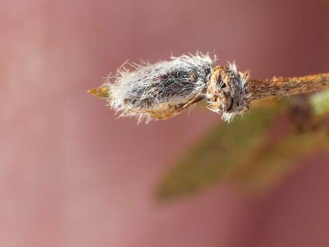 Image of Asphondylia florea Gagne 1990