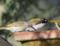 Image of Gilbert's Honeyeater