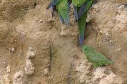 Image of Dusky-billed Parrotlet